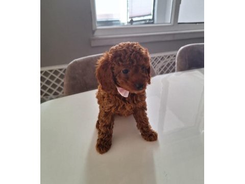 Minik toy poodle kızımız