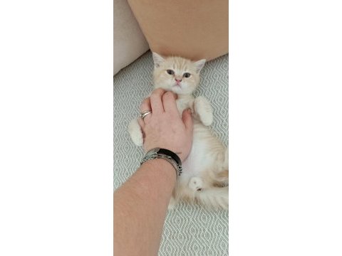 Dişi acil sahiplendirilecek kedimiz
