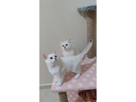 3 aylık dişi erkek british longhair