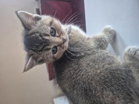 Safkan black golden ve shaded silver kedimiz