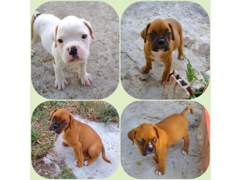 Orijinal boxer yavruları...