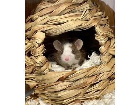 Panda mice yavrular ve malzemeleri adrese teslim vardır