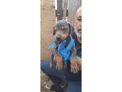 Orjinal blue ve europe doberman