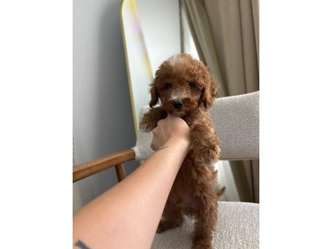 Aşılı wc eğitimli toy poodle yavrular