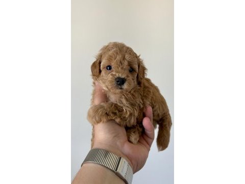 Teacup toy poodle