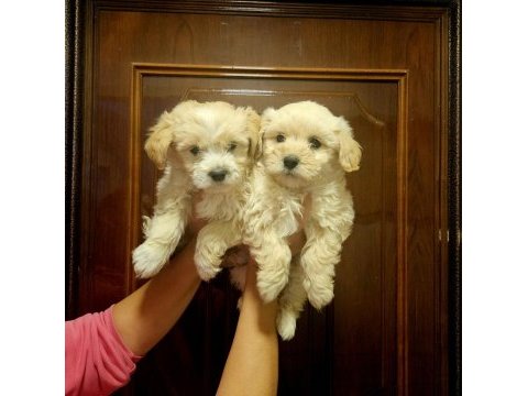 O numara maltipoo yavrularımız