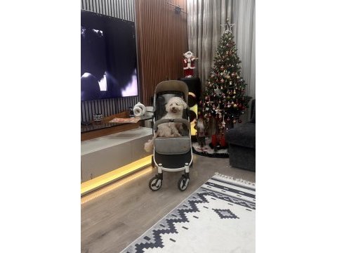 Köpeğimiz için lütfen açıklamayı okumadan aramayınız