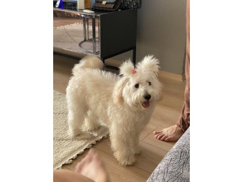 Maltipoo dişi kısır 7 aylık