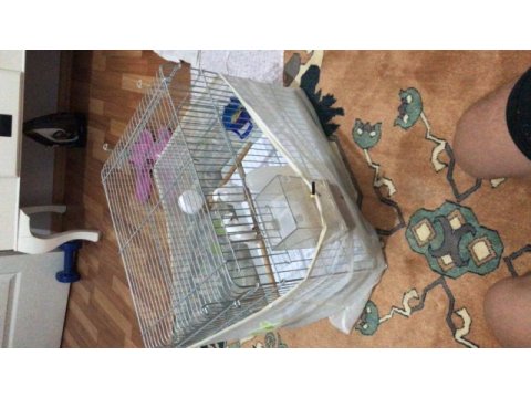Satılık çift muhabbet kuşu özel tür