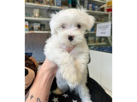 Maltese köpeği yavruları