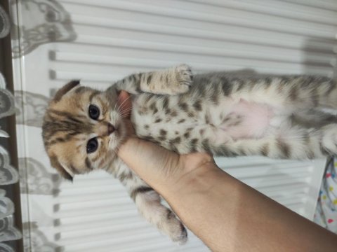 1 aylık scottish fold ve straight yavrular