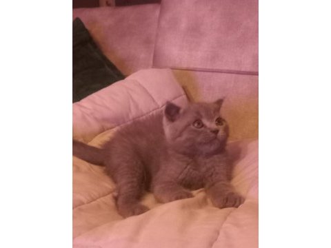 2 aylık yavru erkek çok oyuncu bebiş