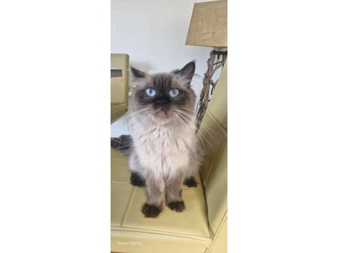 Sevgi dolu yuvalarını arayan 3 british longhair yavru