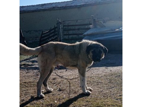 Satılık bir yaşında kangal kırması