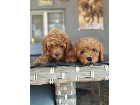 Acele edin maltipoo bebekler sizi bekliyor