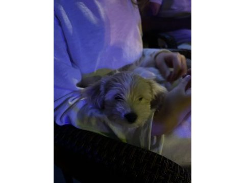 Maltipoo köpeğimizi sahiplendirme