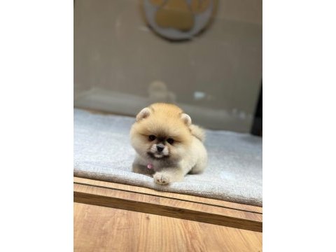 Birbirinden sevimli ve oyuncu pomeranian yavrularımız