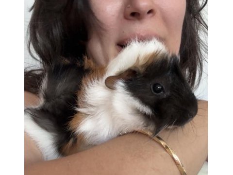1 aylık erkek ginepig
