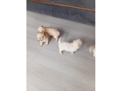 2 aylık maltipoo kaliteli yavru