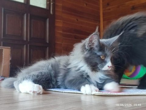 Dernek kayıtları yapılmış safkan şecereli maine coon