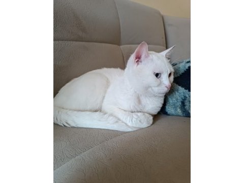 Sokakta bulduk tahmini 1 yaşında british shorthair