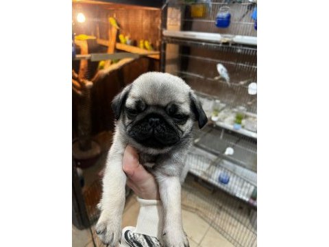 Pug bebeklerimiz yeni ailelerini bekliyor