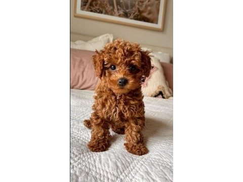 Toy ve kore poodle yavrularımız