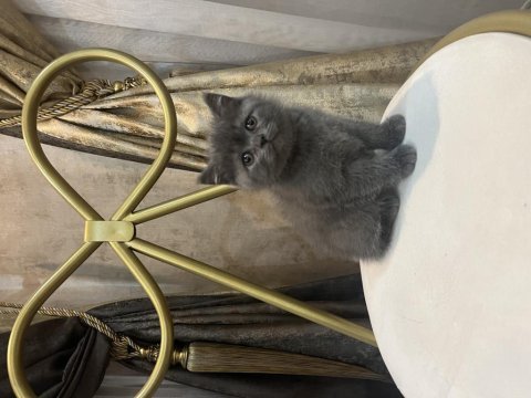 British shorthair yavru kediler