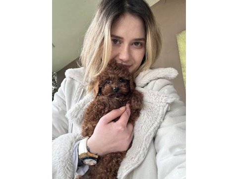 12 yıllık üreticiden toy poodle yavruları