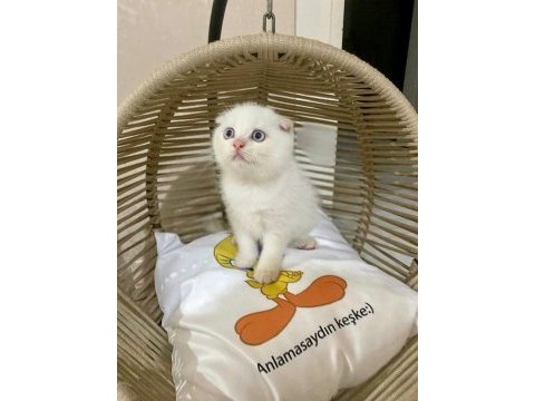 British shorthair, scottish shorthair