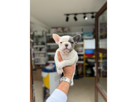 Sevimli french bulldog yavruları