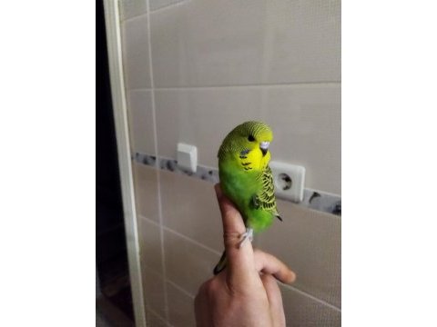 Sağlıklı yavru muhabbet kuşları uygun verilecektir