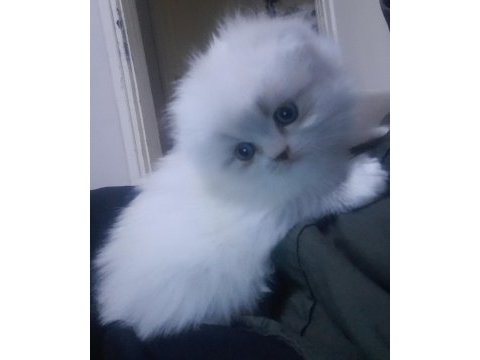 Scottish blue point mavi gözlü safkan kısa kulak