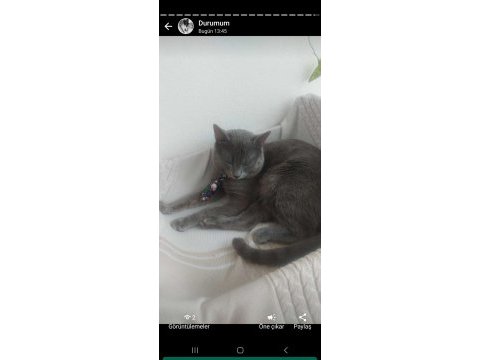 Russian blue ve british longhair kırma yavrular