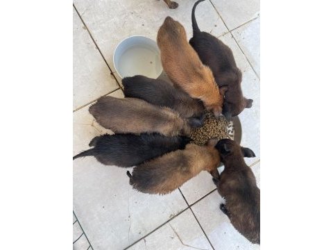 Bomba köpeği yavruları belçika malinoislerim