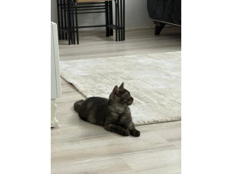 Yavru british shorthair çok tatlı