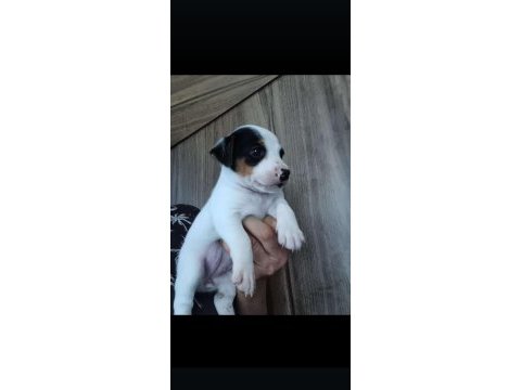 Üst kalite jack russell yavrular