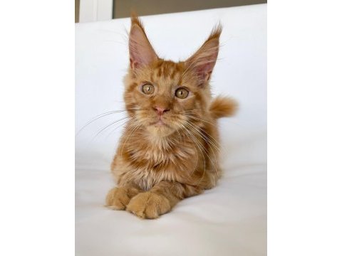 Safkan xl mainecoon red 