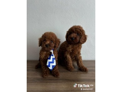 Toy poodle yavrular