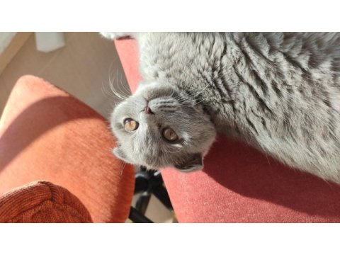 Scottish fold kedimize erkek british arayışımız mevcut