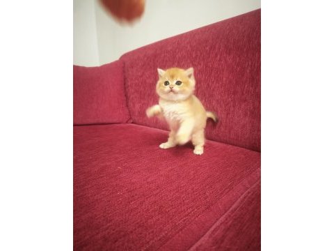 Golden british shorthair prenses