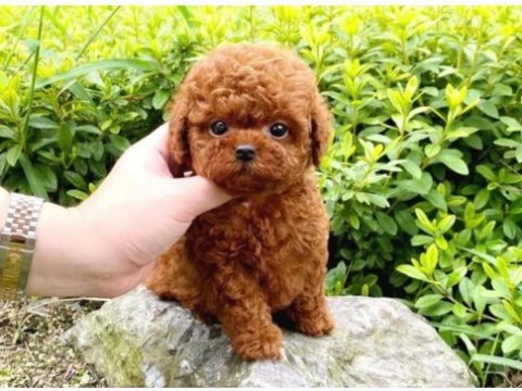 Toy poodle yavruları red renk erkek ve dişi seçenekleri