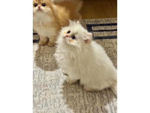 Birinci sınıf british longhair bebeklerimiz