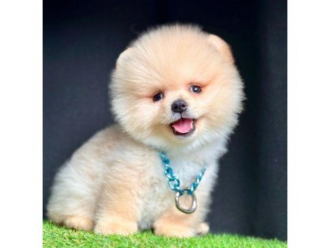 Safkan pomeranian boo bebekler