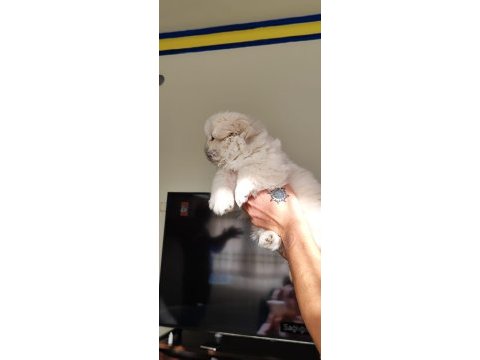 Pekinez yavru erkek köpeğimiz