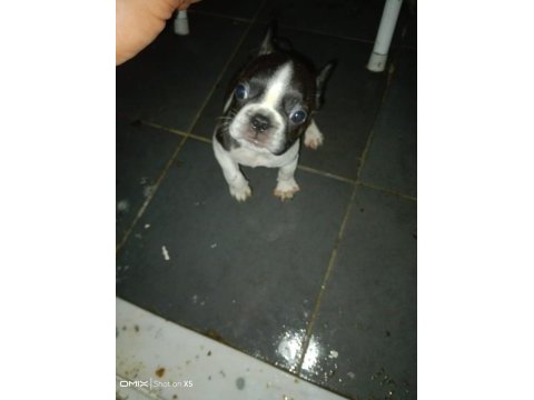 Fransız bulldog yavrular