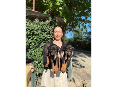 Doberman kızıl ve siyah yavrularım