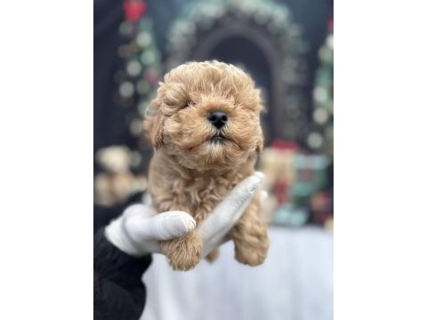 Mini boy maltipoo sahibini bekliyor
