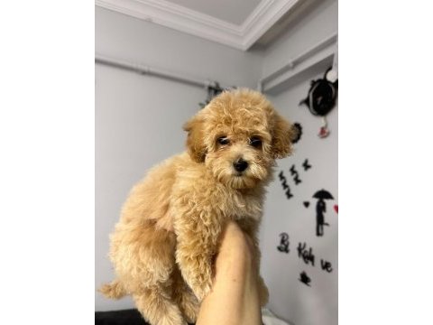 Ailemizde büyüyen maltipoo bebeklerim