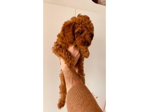 Dişi poodle yavrumuz
